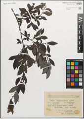Foto von Salix myrsinifolia Salisb.